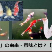 鯉の日のアイキャッチ画像